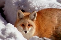 A homemade fox fur hat is sure to be a conversation starter among friends and family.