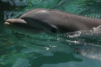 You can make a dolphin costume from craft foam.