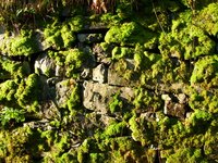 Moss grows on a variety of surfaces.