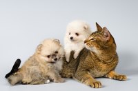 Frontline is formulated differently for dogs and cats.