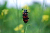 Box elder bugs cause little damage in gardens.