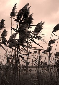 Florida homeowners insurance contains special provisions for hurricanes.