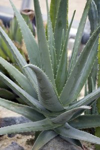 Aloe vera is a main ingredient in all Forever Living Products.
