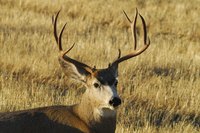 Large antlers can be carved into a variety of decorative and useful items.