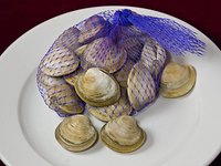 Prepare fresh clams for the freezer or refrigerator as soon as you bring them home.