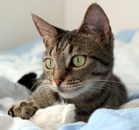 A cat with an amputated leg will thrive with proper care.