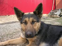 Dog ear infections can be tied to serious illness.