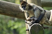 It is fun to make monkeys.