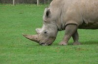 Rhinos are herbivores.