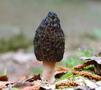 Black morel mushroom