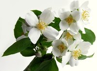 Jasmine is popular for its fragrance and flowers.