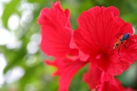 With proper watering, the hibiscus can produce eye-catching blossoms.