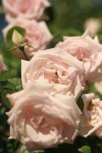 Roses grow thoughout Texas, but may need extra care.