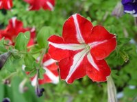 A striped petunia.