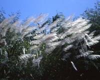 Bagasse is the byproduct from the processing of sugarcane and sorghum.