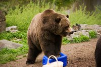 Grizzly bears can easily tear open a food container.
