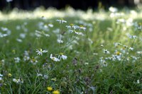 North American prairie