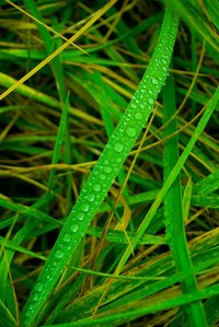 Purchase the correct amount of grass seed for planting a new lawn
