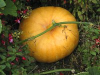 Running a pumpkin patch is labor-intensive but potentially lucrative.