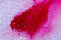 Juice from the alugbati fruit can be used to produce red ink.