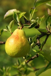Wild pears are sometimes difficult to tell from cultivated pears.