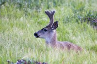 Clean your own deer hide.