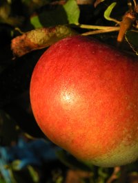 Mancozeb can keep your apples free of fungus