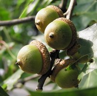 All oak trees produce acorns, but not all acorns look alike.