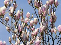 Many varieties of magnolia thrive in Western Washington.