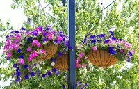 Use pulleys to easily lower and raise your hanging planters for watering.