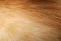 Paint fur to get the look you want.