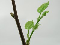 Transform a plain branch into a small tree.