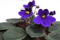 African violets do well in terrariums.