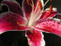 Dry stargazer lilies using the desiccant method.