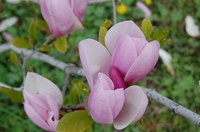 Magnolias may be white, pink, red or purple.