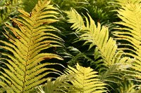 Damaged leaves detract from the fern's natural beauty.