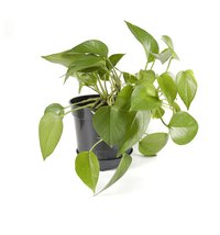 Give artificial leaves a shine like natural ones.