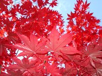 Red maple leaves are some of the most extraordinary autumn foliage.