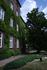 The English ivy plant is an evergreen vine plant that attaches itself to various structures and trees.
