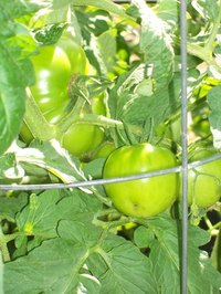 Cages prevent tall tomato plants from breaking.