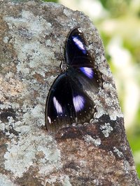 Butterflies come in many different colors.