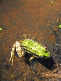 Wastewater Fungus