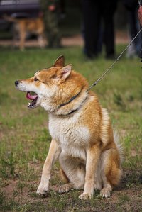 A collar that's too tight can also make your dog cough.