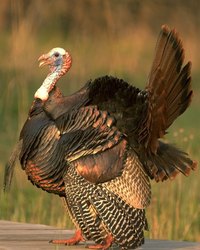 Turkeys were a popular food for Europeans ever since early American explorers returned with some of the birds.