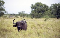 Buffalo roam African grasslands.