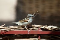Many species of birds will build nests in rain gutters.