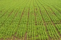 Subsistence farming was one the most common forms of agriculture worldwide.