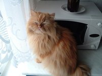 Keep pets away from a running microwave.
