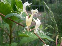 Fast-growing honeysuckle needs frequent trimming.