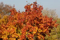 Cool autumn weather and bright sunshine produce vivid leaf color.